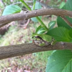 Hyla japonica