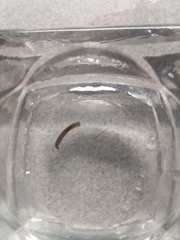 Continenticola