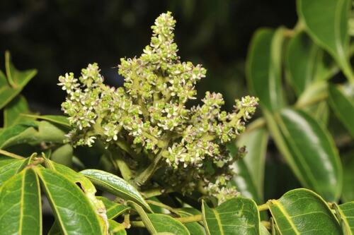 Fivestamen Pricklyash (Zanthoxylum pentandrum)