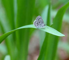 Celastrina ladon