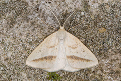 Lychnosea intermicata