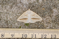 Lychnosea intermicata