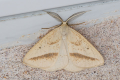 Lychnosea intermicata