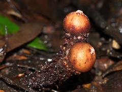 Calostoma fuscum