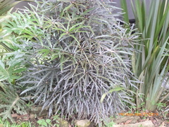 Plerandra elegantissima