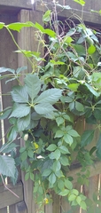 Parthenocissus quinquefolia