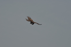 Milvus migrans
