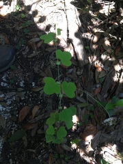 Passiflora pallens image