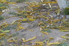 Funambulus pennantii