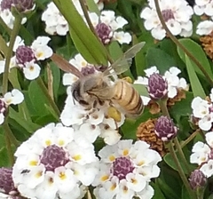 Apis mellifera