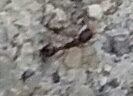 Cardiocondyla mauritanica
