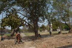 Ficus benghalensis