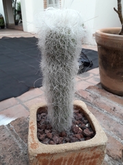 Cephalocereus senilis