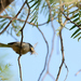 Black-eared Bushtit - Photo (c) aguilargm, some rights reserved (CC BY-NC), uploaded by aguilargm