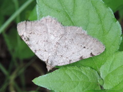 Frederickia prolificata