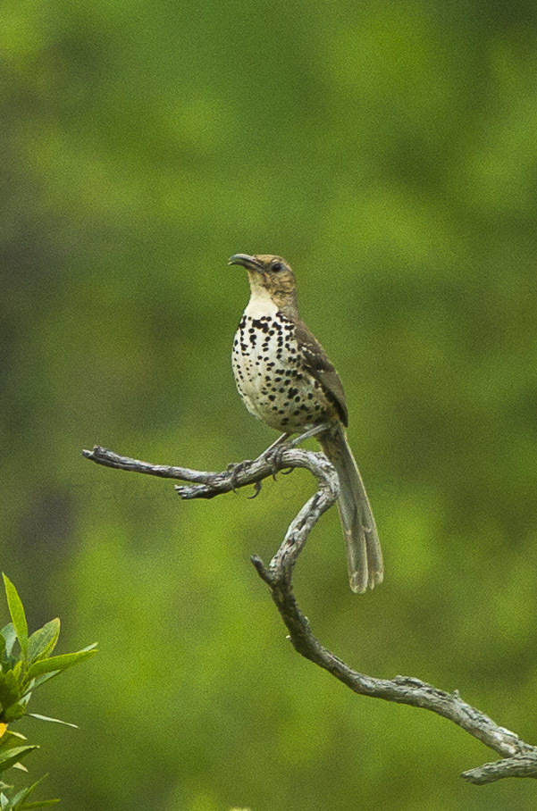 Toxostoma ocellatum villai