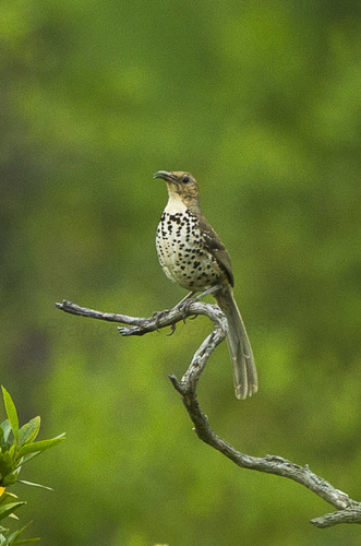 Toxostoma ocellatum villai
