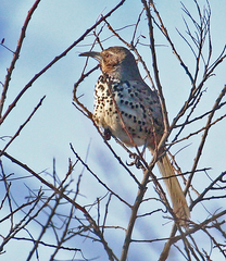 Ocellated Thrasher photo 3