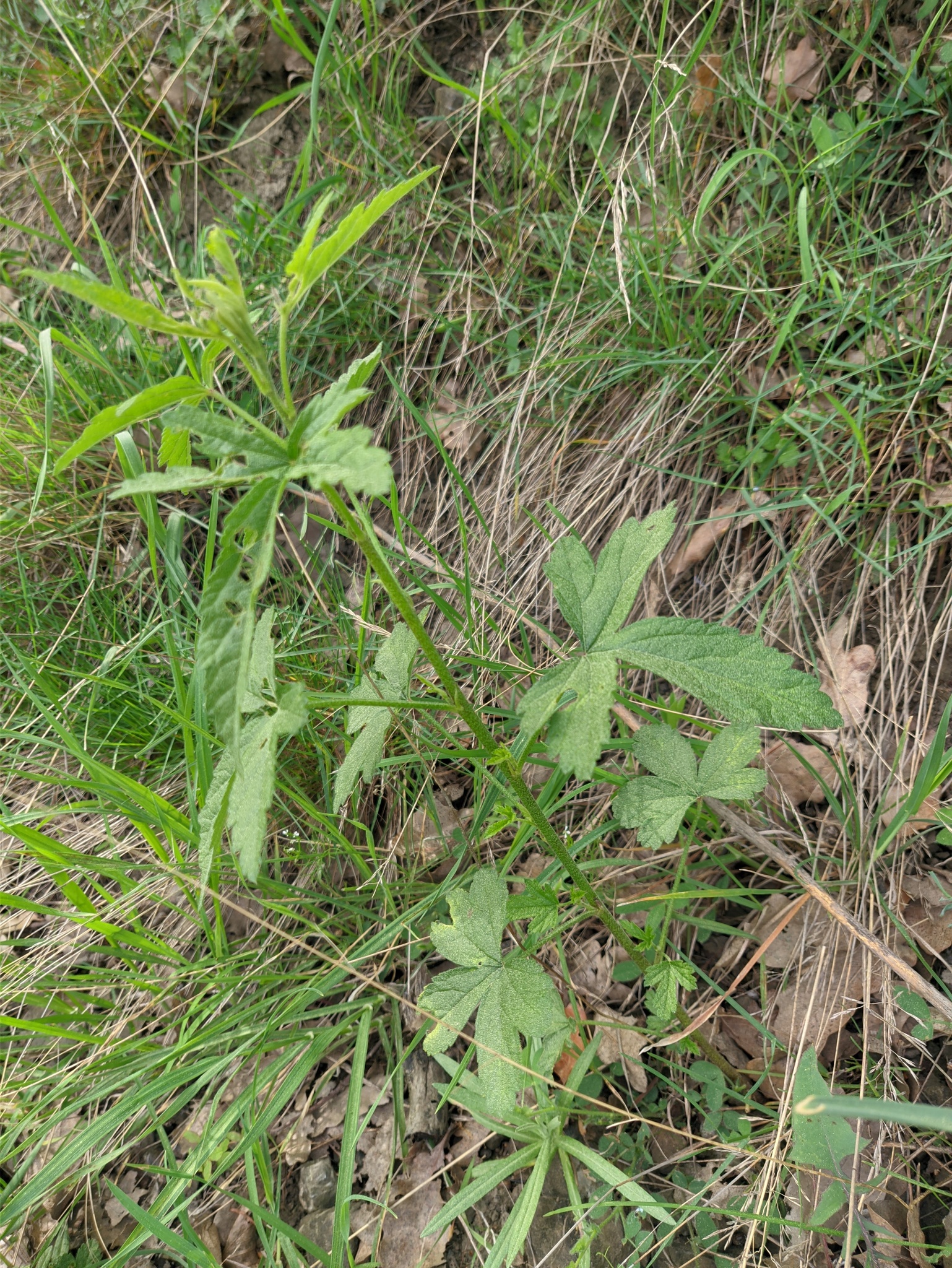 Imagem de Malva-cannabis
