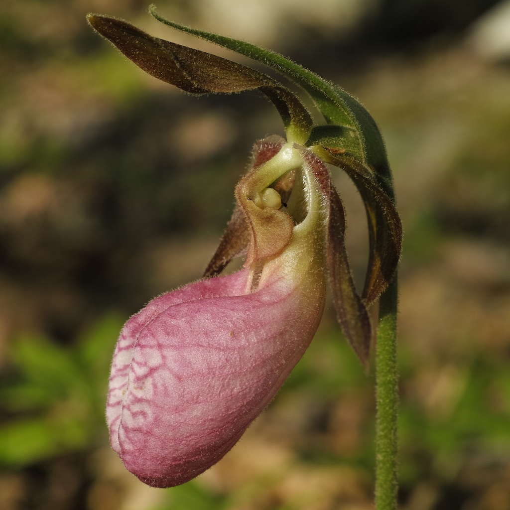Pink Lady Slipper Orchid: Pentax SLR Talk Forum: Digital Photography Review