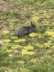 Oryctolagus cuniculus domesticus