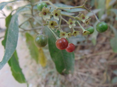 Solanum pubigerum