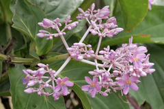 Medinilla teysmannii