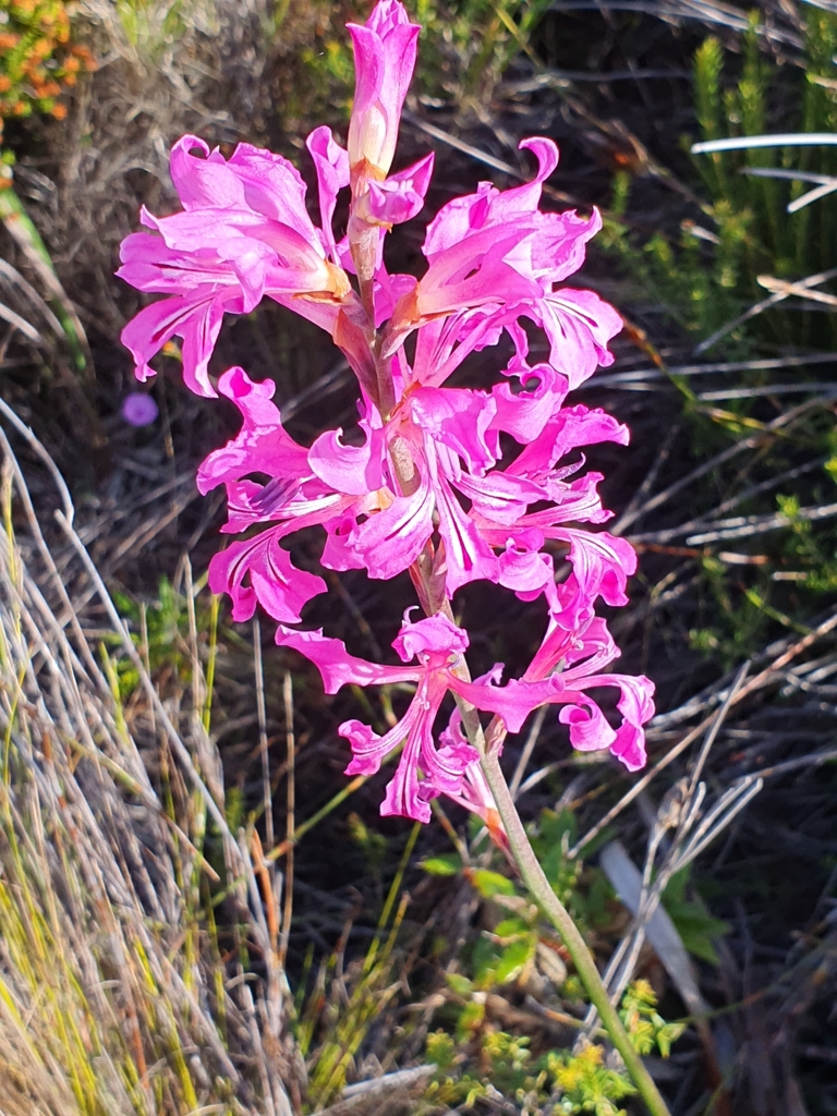 Pink Reedpipe