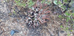 Dudleya attenuata