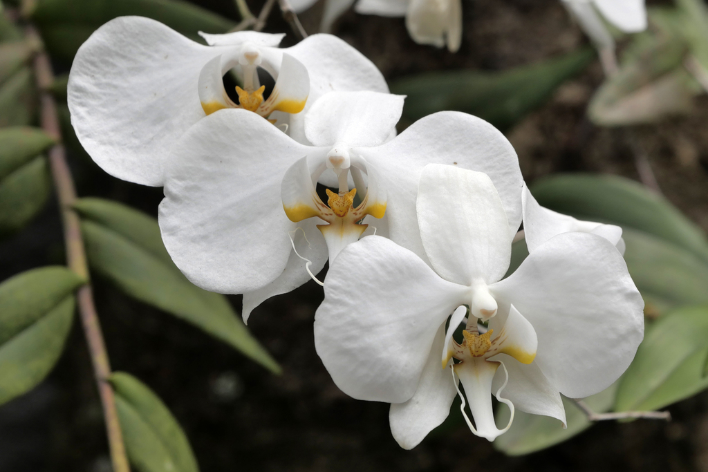 Lan hồ điệp – Phalaenopsis amabilis