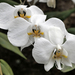 Orquídeas Mariposa - Photo (c) Tom Heijnen, algunos derechos reservados (CC BY-NC), subido por Tom Heijnen