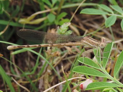 Argia funebris