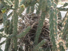 Toxostoma curvirostre