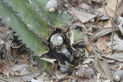 Nerita funiculata