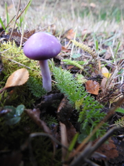 Cortinarius magellanicus