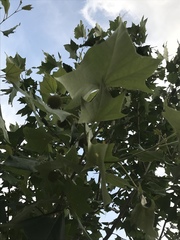 Platanus rzedowskii