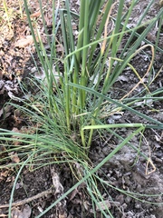 Allium schoenoprasum
