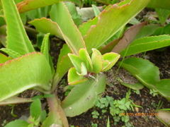 Kalanchoe gastonis-bonnieri
