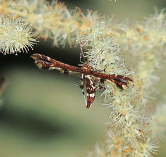 Geina tenuidactylus