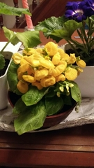 Calceolaria × herbeohybrida