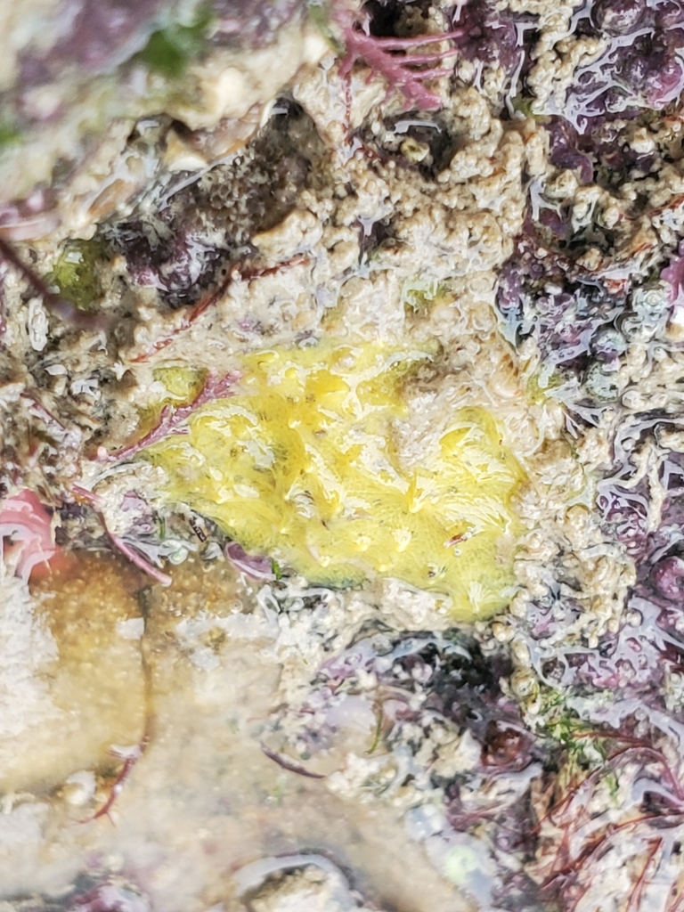 Sulfur sponge
