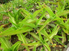 Kalanchoe gastonis-bonnieri