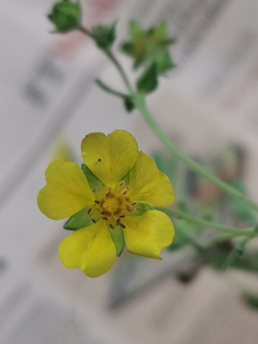 Penkiapirštė sidabražolė