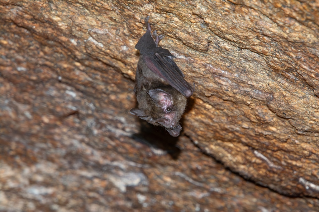 Graybeard Bat