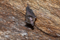 Graybeard Bat photo 1