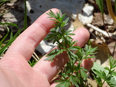 Perideridia americana