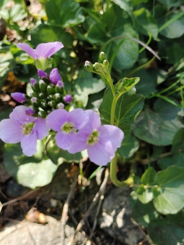 Image of Greater Cuckoo-flower by (c) Nico Hernandez, some rights reserved (CC BY)