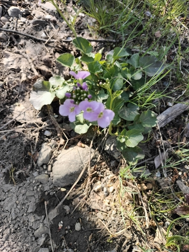 Image of Greater Cuckoo-flower by (c) Nico Hernandez, some rights reserved (CC BY)