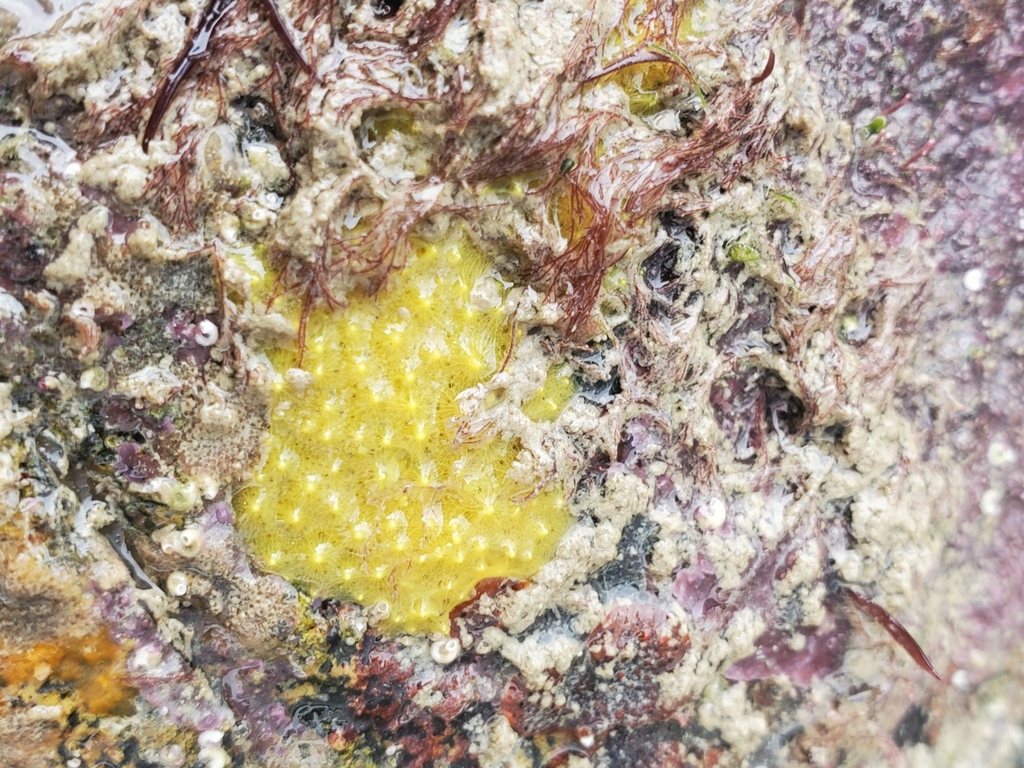 sulfur sponge