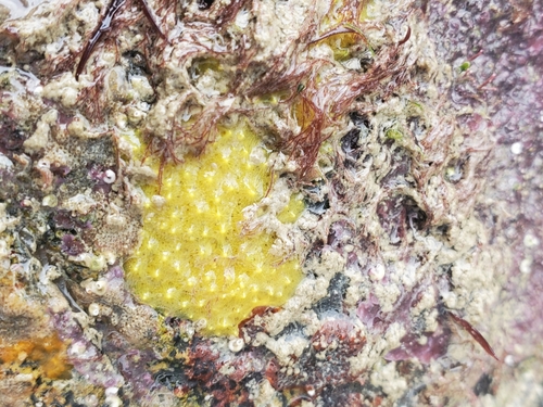 sulfur sponge